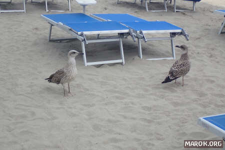 Gli unici abitanti della spiaggia