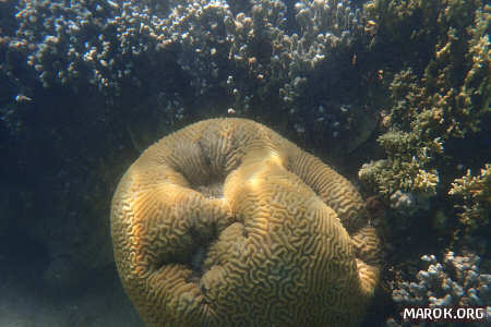 Barriera corallina - #14