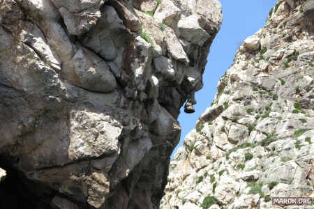 Occhio al fossile di mucca