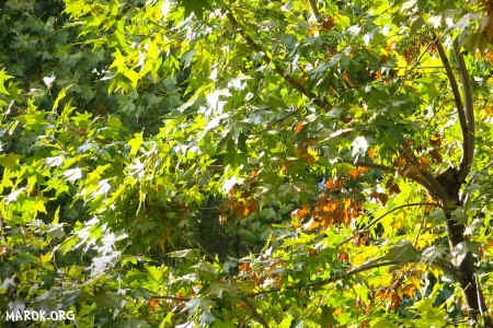 Autunno - View from casa Marok