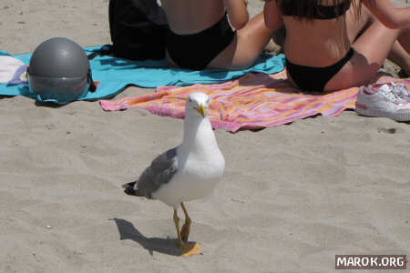 Un gabbiano passeggia in spiaggia - #2