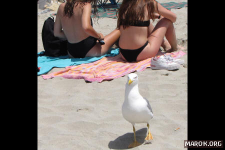 Un gabbiano passeggia in spiaggia - #1