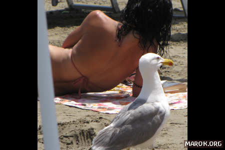 Un gabbiano passeggia in spiaggia - #3