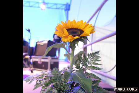 Naco Girasole