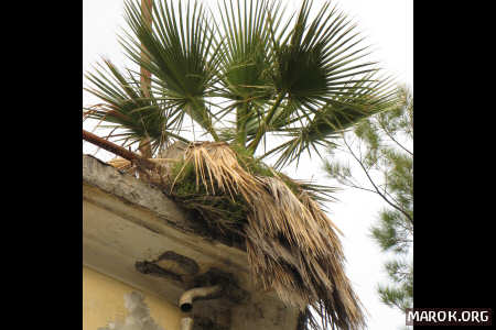 Palma su Le Palme (#3)