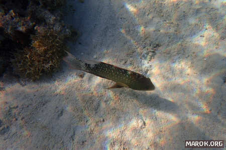 Tonu (cernia leopardo)