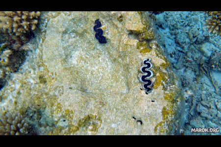 Pahua (Tridacna)