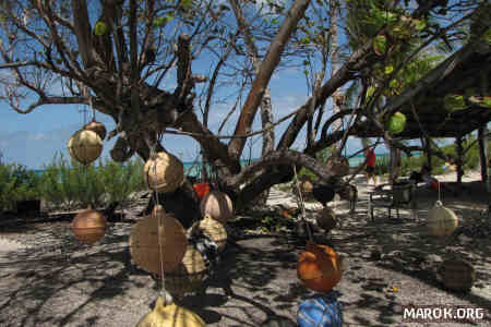 Motu Tueava: l'albero dei pescatori
