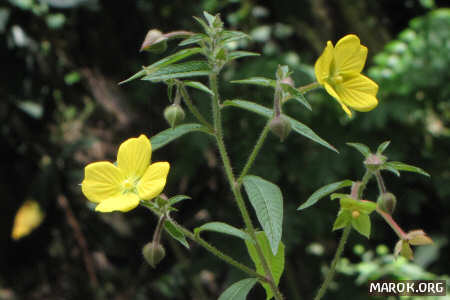 P&ecirc; vari (primula del salice)