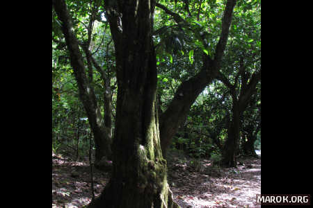 M&amacr;p&emacr; (il castagno che suona)