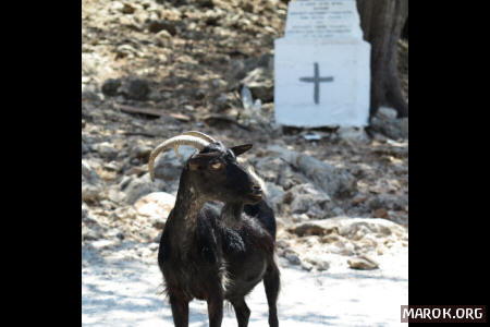 Le corna del montone uscito dal gregge