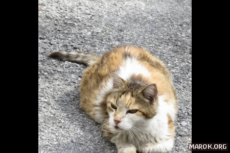 Venerate la saggezza del gatto che se ne fotte