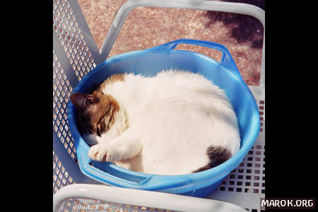 Gatto dormiente