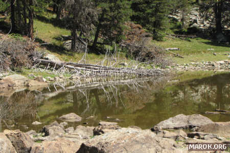 Albero secco su Lago Secco