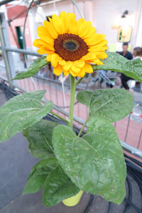 Toh... un fiore Toh... un fiore