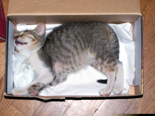 Inscribed cat
