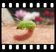 Supermacro - Equivalente