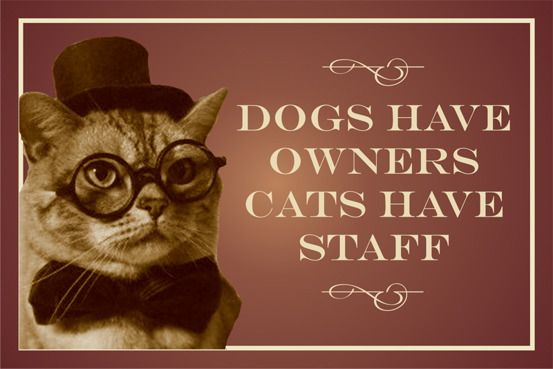 Dog have owners cats have staff