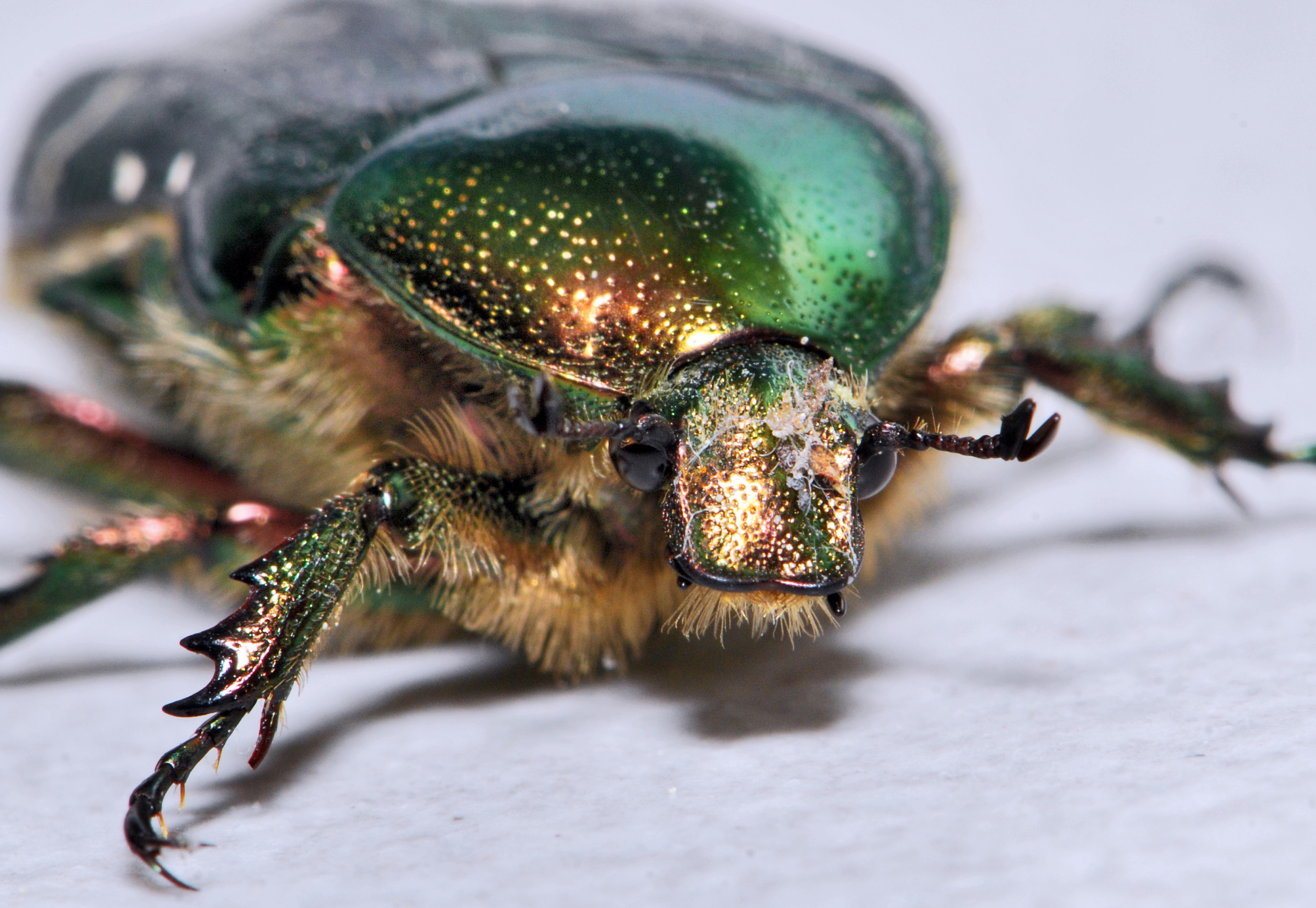 Cetonia Aurata