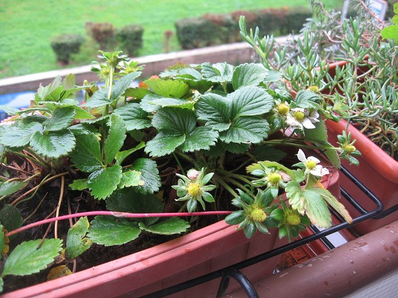 Fragole