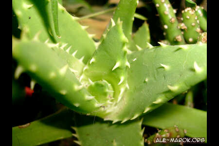 Ditelo con un fiore