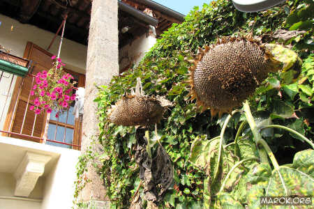 Il cimitero dei girasoli